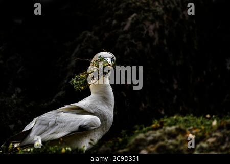 Nestbauer. Nördlicher Gannet, Morus bassanus. Great Saltee Island, Irland. Hoher Kontrast. Stockfoto