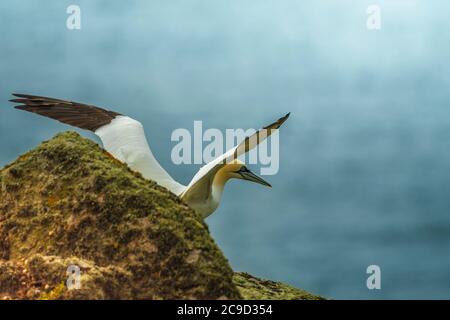 Abheben. Fliegende nördliche Gannet, Morus bassanus. Great Saltee Island, Irland. Stockfoto