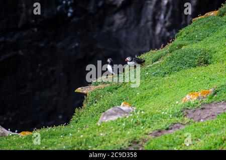 Paar Atlantische Papageientaucher, Fratercula arctica, die auf einer Klippe vor ihren Höhlen ruhen. Great Saltee Island, South of Ireland. Stockfoto