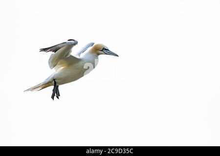 Sequenzbilder vom Fliegen und der Landung zum Nest Nördlicher Gannet, Morus bassanus. Great Saltee Island, Irland. Stockfoto