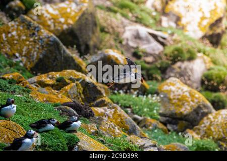 Atlantischer Papageientaucher, Fratercula Arctica, der von der Klippe zum Meer fliegt Great Saltee Island, South of Ireland. Stockfoto