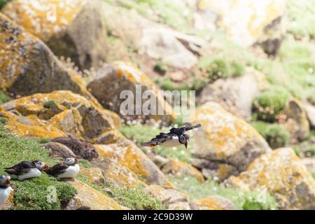 Atlantischer Papageientaucher, Fratercula Arctica, der von der Klippe zum Meer fliegt Great Saltee Island, South of Ireland. Stockfoto