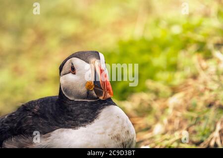 Porträt eines Atlantischen Papageitauchtauchschnäffens. Great Saltee Island, South of Ireland. Stockfoto