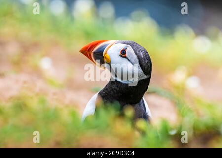 Porträt eines Atlantischen Papageitauchtauchschnäffens. Great Saltee Island, South of Ireland. Stockfoto