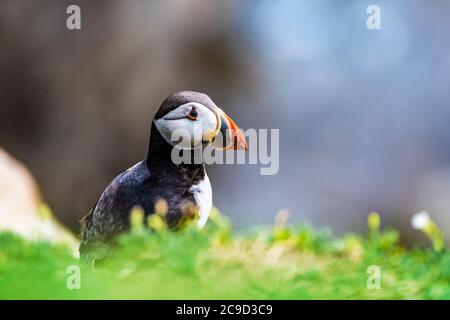 Porträt eines Atlantischen Papageitauchtauchschnäffens. Great Saltee Island, South of Ireland. Stockfoto