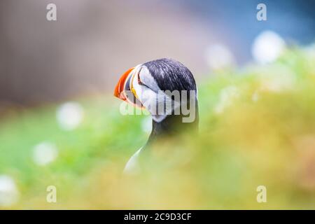 Porträt eines Atlantischen Papageitauchtauchschnäffens. Great Saltee Island, South of Ireland. Stockfoto