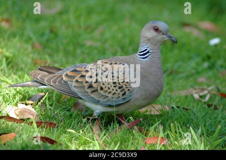 Turteltaube (Streptopelia turtur) im Garten . Juli, West Sussex Coastal Plain. Sommerbesuch in Großbritannien zwischen Mai und September. Stockfoto