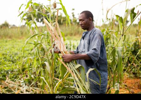 Männlicher Kleinbauern Subsistenzbauer, der Hirse auf seiner Farm in der Tahoua Region, Niger, Westafrika, erntet. Stockfoto