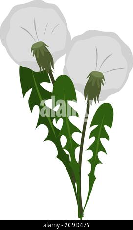 Löwenzahn Blume, Illustration, Vektor auf weißem Hintergrund Stock Vektor