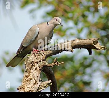 Halsbandtaube (Streptopelia decaocto) auf totem Apfelbaum, 12. Juni 2006. Vor 1930, beschränkt auf Teile des Balkans. Stockfoto