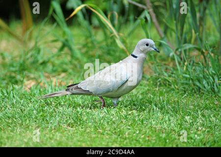 Halstaube (Streptopelia decaocto) auf Gartenrasen. Juni 2006. Vor 1930 auf Teile des Balkans beschränkt. Stockfoto