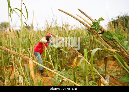 Männlicher Kleinbauern Subsistenzbauer, der Hirse auf seiner Farm in der Tahoua Region, Niger, Westafrika, erntet. Stockfoto