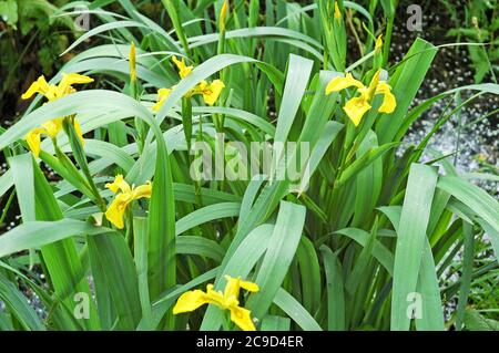 Gelbe Flaggen (Iris pseudacorus) wachsen im Drainagegraben. Mai 2006. West Sussex Coastal Plain. Wird oft als Wappentier verwendet. Stockfoto