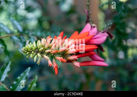 Blütenstand von Erythrina lysistemon oder gewöhnlicher Korallenbaum oder glücklicher Bohnenbaum oder umsintsi im Kaisaniemi Botanic Garden Wintergarten, Helsinki, Finnland Stockfoto