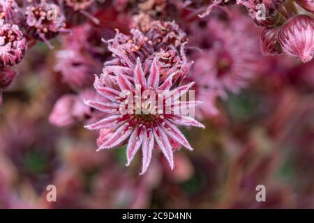 Nahaufnahme von rosa Sempervivum 'Othello' Blume, Pflanze auch bekannt als Hausbäche, liveforever und Henne und Küken. Stockfoto