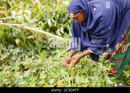 Eine afrikanische Kleinbäuerin pflückt auf ihrer Farm in der Region Tahoua, Niger, Westafrika, Kuherbsen. Stockfoto