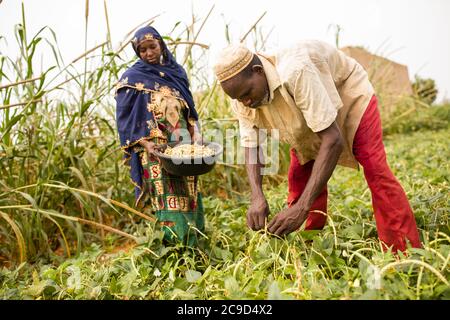 Ein Team von Ehefrau und Ehemann erntet auf ihrem Feld in der Region Tahoua, Niger, Westafrika, Kuherbsen. Stockfoto