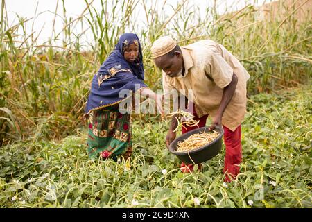 Ein Team von Ehefrau und Ehemann erntet auf ihrem Feld in der Region Tahoua, Niger, Westafrika, Kuherbsen. Stockfoto