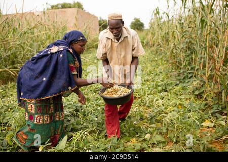 Ein Team von Ehefrau und Ehemann erntet auf ihrem Feld in der Region Tahoua, Niger, Westafrika, Kuherbsen. Stockfoto