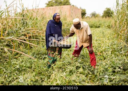 Ein Team von Ehefrau und Ehemann erntet auf ihrem Feld in der Region Tahoua, Niger, Westafrika, Kuherbsen. Stockfoto