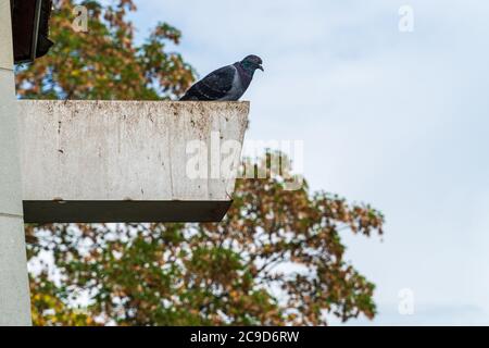 Feral Taube sitzt auf dem Rand eines Daches und schaut nach unten. Stadttauben gelten als Schädlinge und sollen in Städten Verschmutzung verursachen. Stockfoto