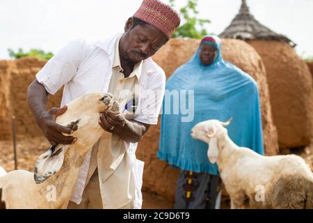 Ein Haus-zu-Tür-Dorf Tierarzt behandelt Tiere in der Heimat einer Frau Kleinbauern in Tahoua Region, Niger, Westafrika. Stockfoto