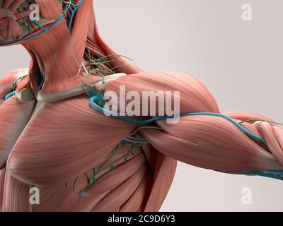 Menschliche Anatomie Detail der Schulter. Muskel, Arterien auf schlichtem Studiohintergrund. Professionelle Beleuchtung. Stockfoto