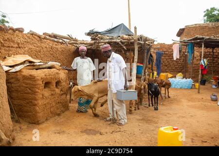 Ein Haus-zu-Tür-Dorf Tierarzt behandelt Tiere in der Heimat einer Frau Kleinbauern in Tahoua Region, Niger, Westafrika. Stockfoto