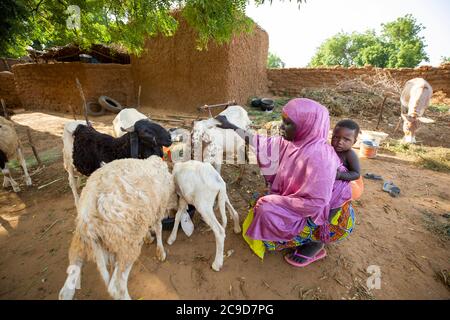 Eine Bäuerin füttert ihre kleine Herde von Schafen und Ziegen, während sie ihr kleines Kind vor ihrem Haus in der Region Tahoua, Niger, Westafrika, auf dem Rücken trägt. Stockfoto