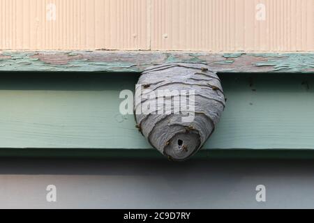 Ein großes Wespennest ist an einer holzgrünen Wand befestigt. Stockfoto