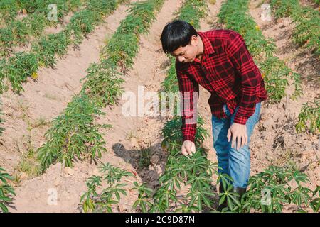 Asiatische Bauern Männer zu Fuß rund Cassava Wachstum Stockfoto