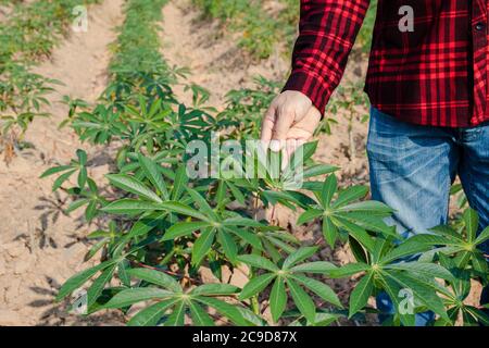 Asiatische Bauern Männer zu Fuß rund Cassava Wachstum Stockfoto