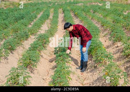 Asiatische Bauern Männer zu Fuß rund Cassava Wachstum Stockfoto