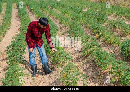 Asiatische Bauern Männer zu Fuß rund Cassava Wachstum Stockfoto