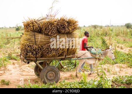 Ein Esel zieht einen Wagen mit einer reichen Perlenhirse-Ernte durch ein Feld in der Region Tahoua, Niger, Westafrika. Stockfoto