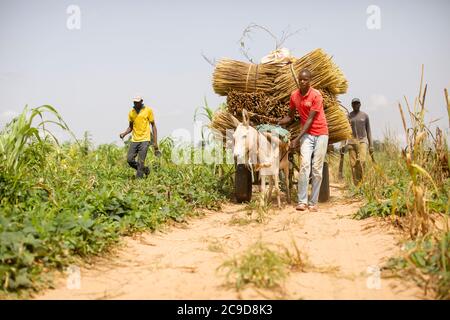 Ein Esel zieht einen Wagen mit einer reichen Perlenhirse-Ernte durch ein Feld in der Region Tahoua, Niger, Westafrika. Stockfoto