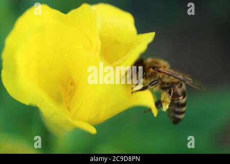 Biene auf gelbe Blume Staubblätter, Honigbiene auf gelbe Blume im Garten, Insekt auf Blume Makro, Tierwelt Insekt, Makro-Fotografie, Stock Bild Stockfoto