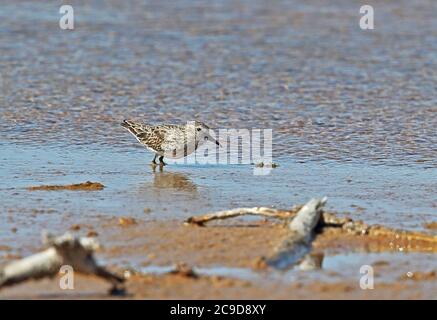 Am wenigsten Sandpiper (Calidris minutilla) Erwachsene watet in Untiefen in der Küstenlagune Cabo Rojo, Dominikanische Republik Januar 2014 Stockfoto