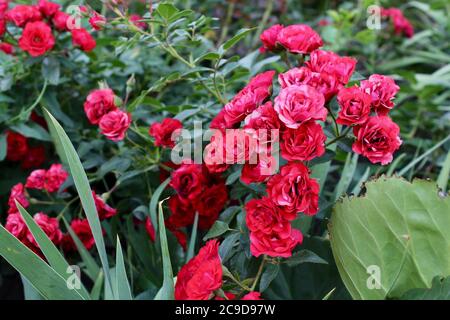 Wunderschöne rote Korallenrosen, EINE Nahaufnahme einer Blume. Stockfoto
