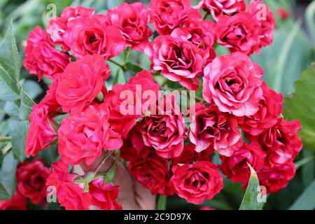 Wunderschöne rote Korallenrosen, EINE Nahaufnahme einer Blume. Stockfoto