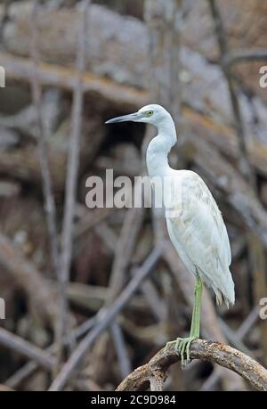 Kleiner Blaureiher (Egretta caerulea) unreif stehend auf Mangrovenwurzel Los Haitises NP, Dominikanische Republik Januar 2014 Stockfoto