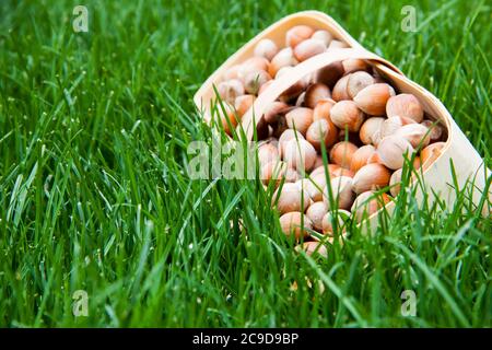 Korbkorb voll mit frisch gepflückten Haselnüssen auf dem Gras Stockfoto