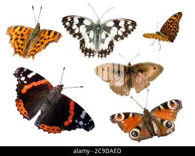Sammlung von Schmetterlingen auf weiß isoliert Stockfoto