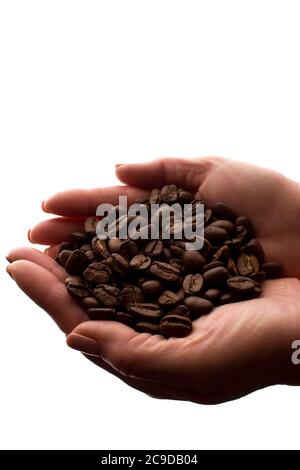 Frau Hand eine Handvoll Kaffeebohnen - Silhouette, isolieren Stockfoto