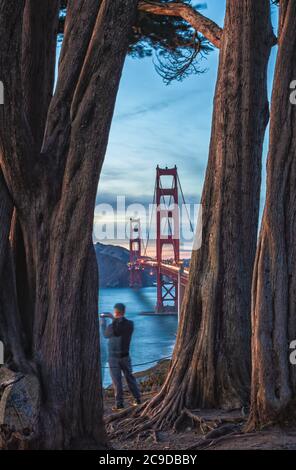 Die Golden Gate Bridge, gesehen durch die Zypressen, San Francisco, Kalifornien, USA, bei Sonnenuntergang. Stockfoto