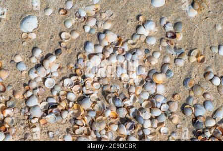 colorful sea shells background. Sea shells on sand. Summer beach background Stockfoto