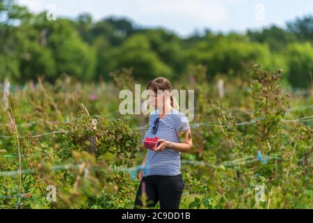 Junge weibliche Ernte frische Farm Himbeeren auf dem Feld in Sevenoaks, Kent Stockfoto