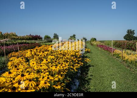 Reihen von Black-Eyed Susans im Feld auf Amish Farm, Lancaster, Pennsylvania Stockfoto