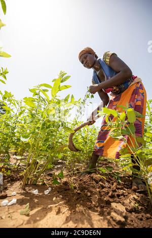 Sory Wekaby (37) bewirtschaftet auf den Sesamfeldern ihrer Familie in der Provinz Mouhoun, Burkina Faso. Die Familie hat durch die Ausbildung und den Zugang zu den Märkten, die sie durch das SESAME-Projekt erhalten haben, ein höheres Einkommen erzielt. SESAMPROJEKT - Burkina Faso, Westafrika. September 13, 2018. Foto von Jake Lyell für Lutheran World Relief. Stockfoto