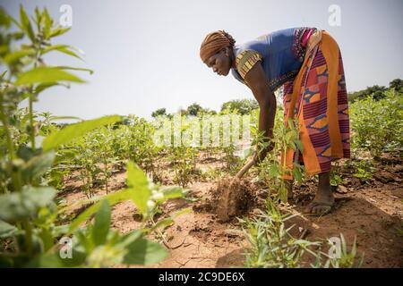 Sory Wekaby (37) bewirtschaftet auf den Sesamfeldern ihrer Familie in der Provinz Mouhoun, Burkina Faso. Die Familie hat durch die Ausbildung und den Zugang zu den Märkten, die sie durch das SESAME-Projekt erhalten haben, ein höheres Einkommen erzielt. SESAMPROJEKT - Burkina Faso, Westafrika. September 13, 2018. Foto von Jake Lyell für Lutheran World Relief. Stockfoto